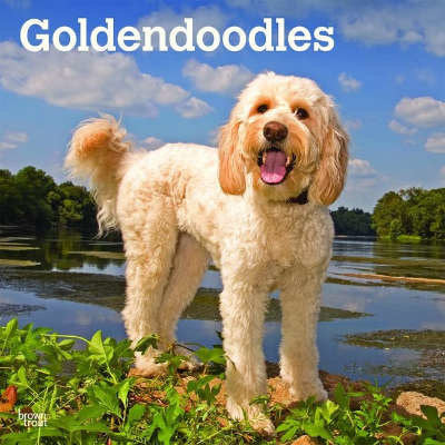 goldendoodle-kalenders