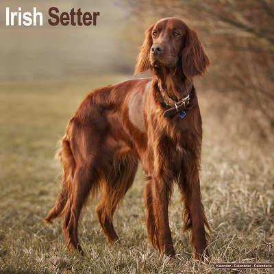 ierse-setter-kalenders
