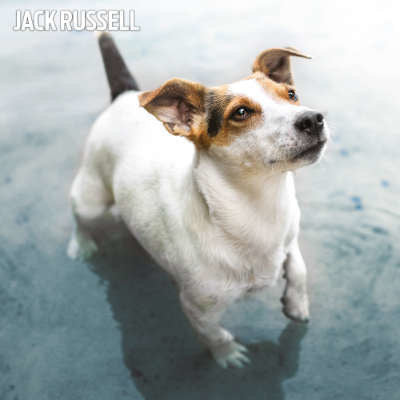 jack-russell-terrier-kalenders