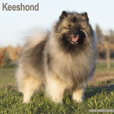 keeshond-kalenders