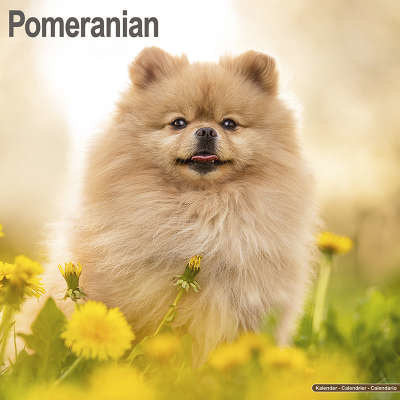 pomeranian-kalenders