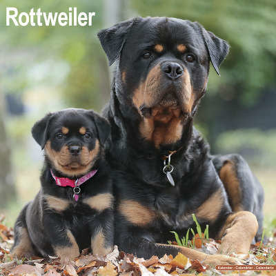 rottweiler-kalenders