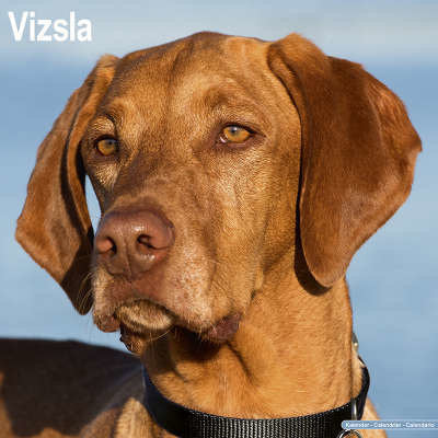 vizsla-kalenders