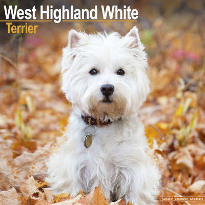 west-highland-white-terrier-kalenders
