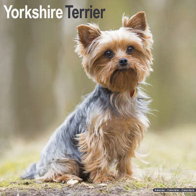 yorkshire-terrier-kalenders
