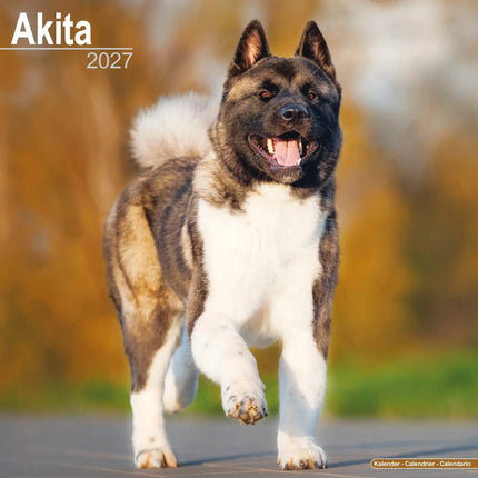 Avonside Akita Kalender 2027