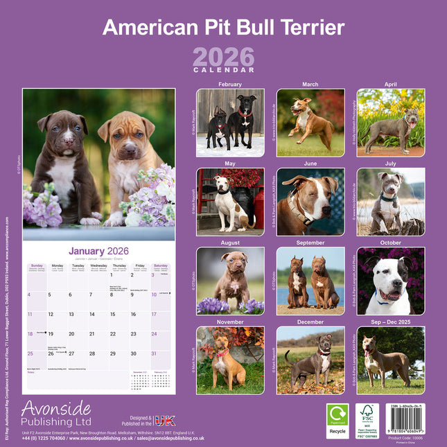 Avonside American Pit Bull Terrier Kalender 2026
