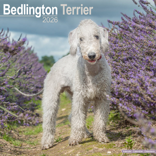 Avonside Bedlington Terrier Kalender 2026