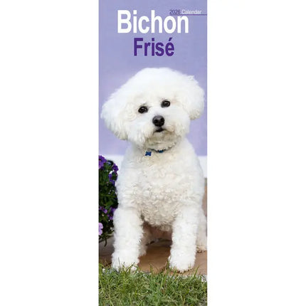 Avonside Bichon Frise Kalender 2026 Slimline