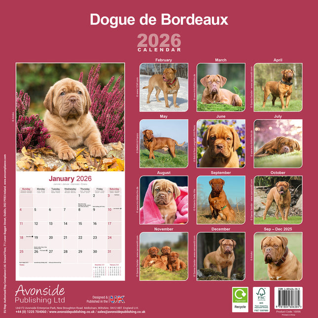 Avonside Bordeaux Dog Kalender 2026