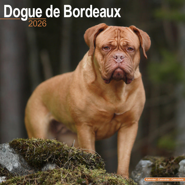 Avonside Bordeaux Dog Kalender 2026