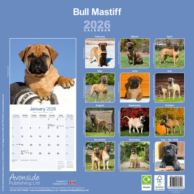 Avonside Bullmastiff Kalender 2026