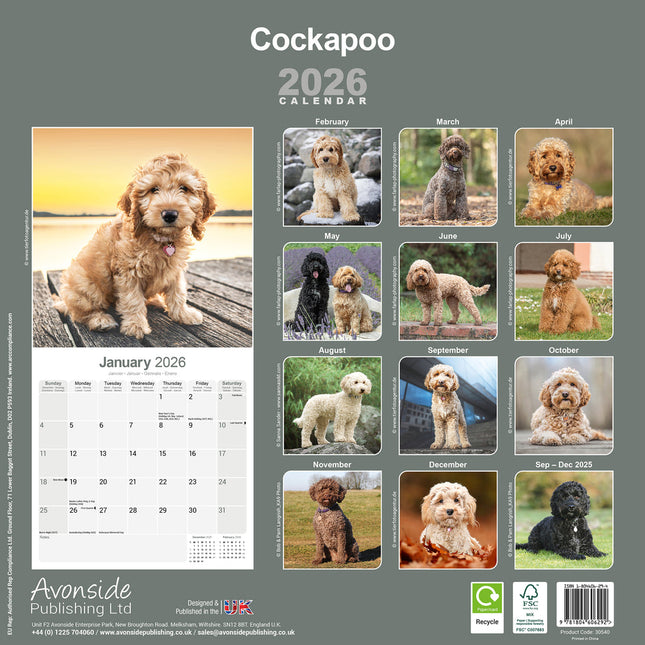 Avonside Cockapoo Kalender 2026