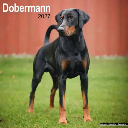Avonside Dobermann Kalender 2027