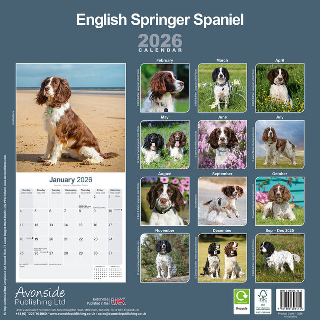 Avonside Engelse Springer Spaniel Kalender 2026