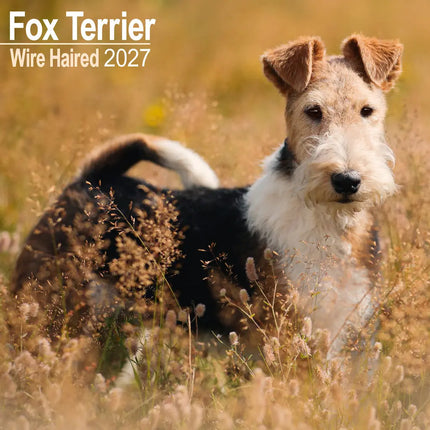Avonside Fox Terrier Ruwhaar Kalender 2027
