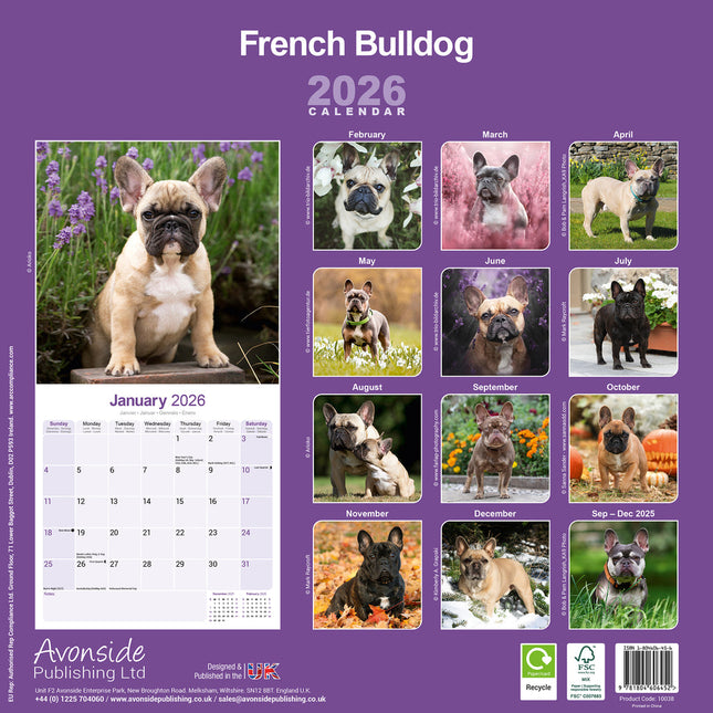 Avonside Franse Bulldog Kalender 2026