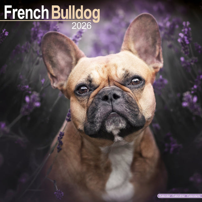Avonside Franse Bulldog Kalender 2026