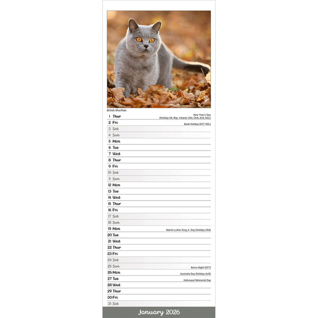 Avonside Katten Kalender 2026 Slimline