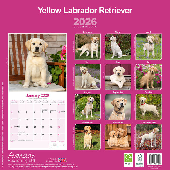 Avonside Labrador Retriever Blond Kalender 2026