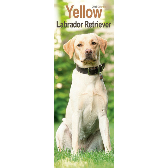 Avonside Labrador Retriever Blond Kalender 2026 Slimline
