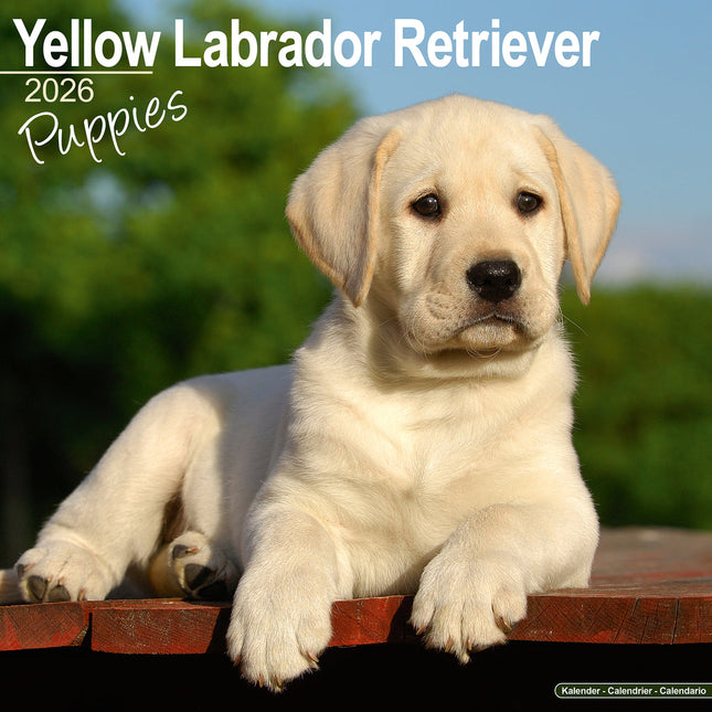 Avonside Labrador Retriever Blond Puppies Kalender 2026
