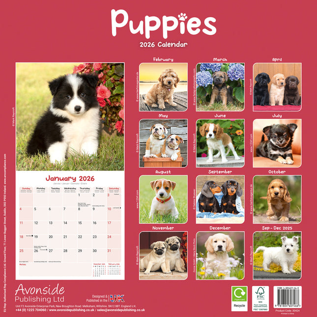 Avonside Puppies Kalender 2026