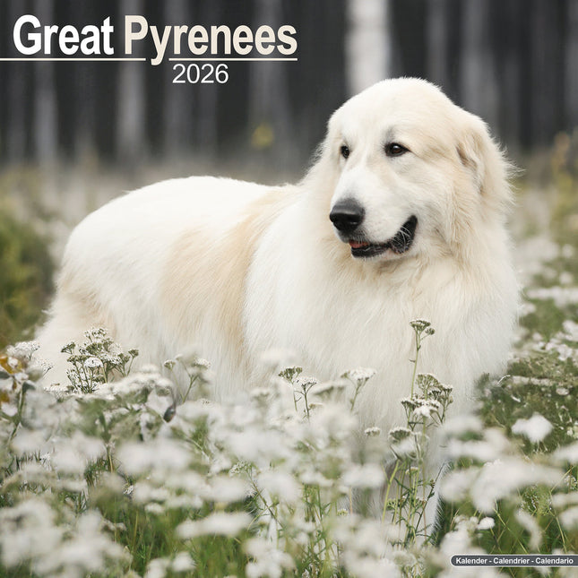 Avonside Pyreneese Berghond Kalender 2026