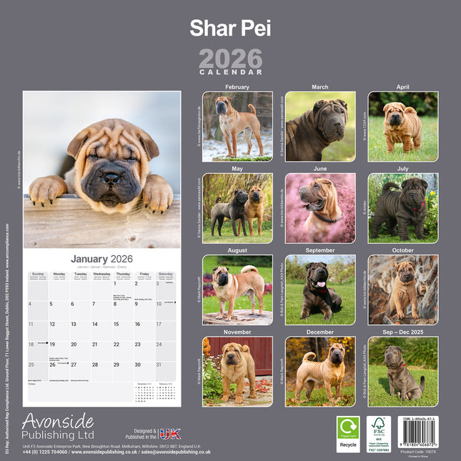 Avonside Shar Pei Kalender 2026
