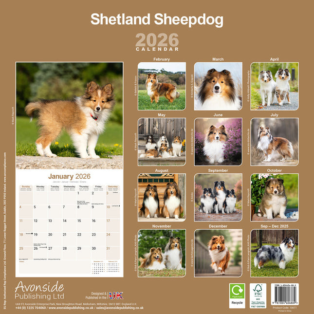 Avonside Shetland Sheepdog Kalender 2026