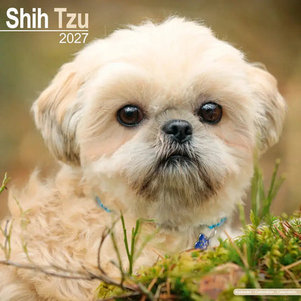 Avonside Shih Tzu Kalender 2027