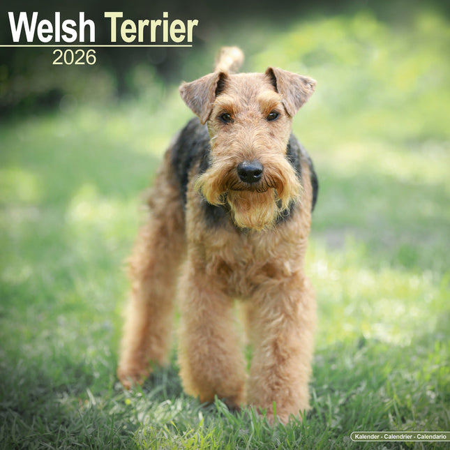 Avonside Welsh Terrier Kalender 2026