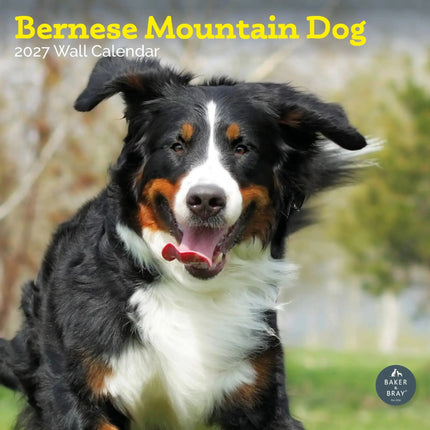 Baker & Bray Berner Sennen Kalender 2027