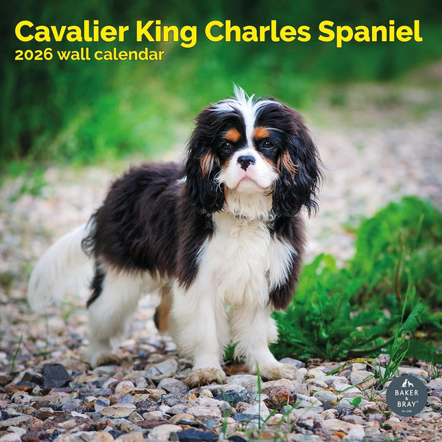 Baker & Bray Cavalier King Charles Spaniel Kalender 2026