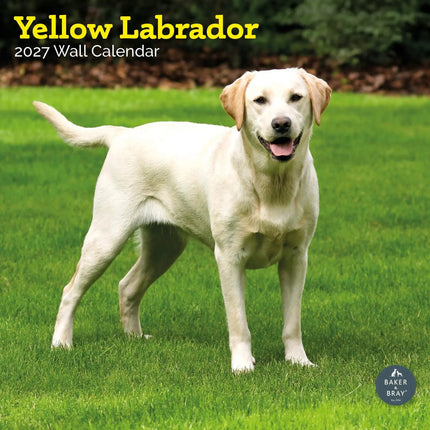 Baker & Bray Labrador Retriever Blond Kalender 2027