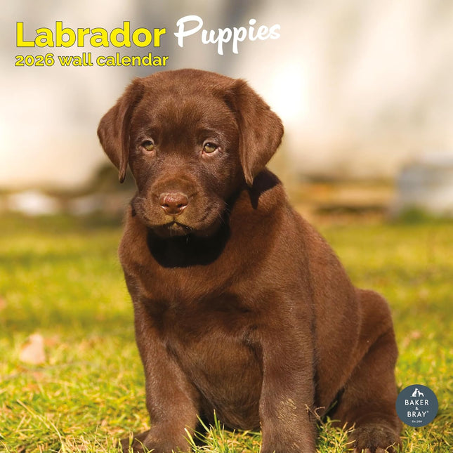 Baker & Bray Labrador Retriever Puppies Kalender 2026