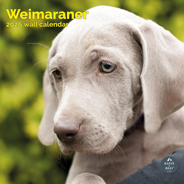 Baker & Bray Weimaraner Kalender 2026