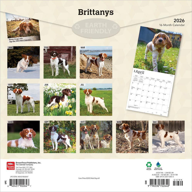 Browntrout Brittany Spaniel Kalender 2026
