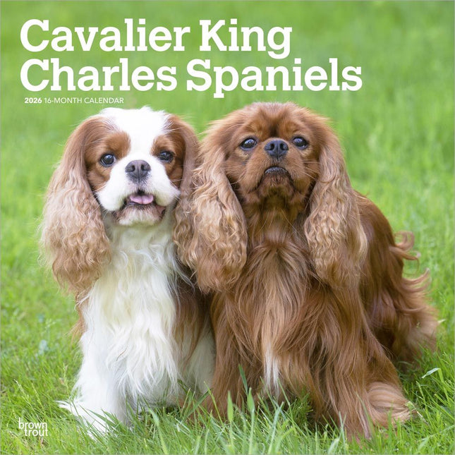 Browntrout Cavalier King Charles Spaniel Kalender 2026