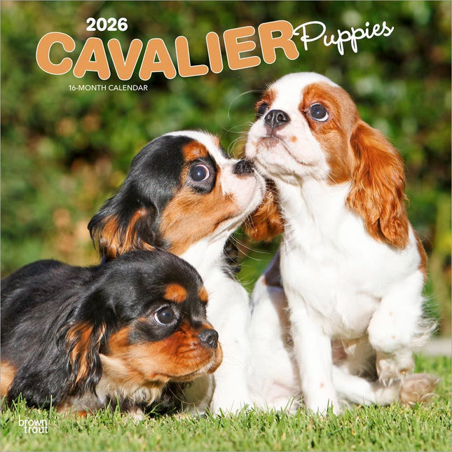 Browntrout Cavalier King Charles Spaniel Puppies Kalender 2026