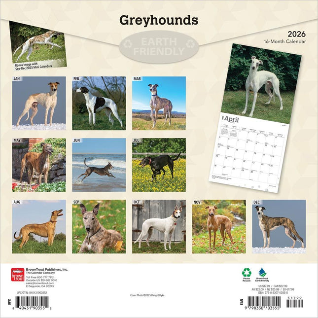 Browntrout Greyhound Kalender 2026