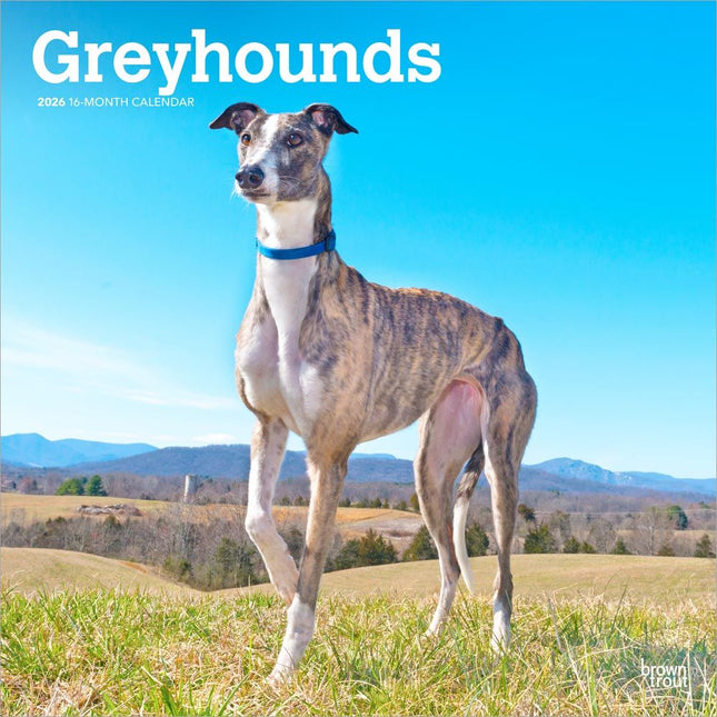 Browntrout Greyhound Kalender 2026