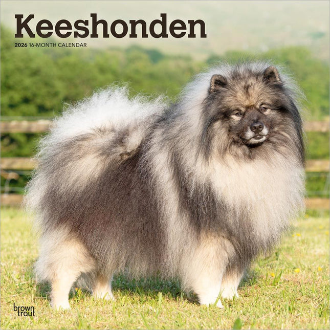 Browntrout Keeshond Kalender 2026