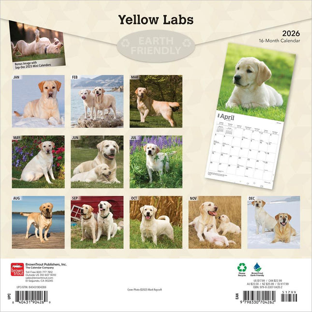 Browntrout Labrador Retriever Blond Kalender 2026