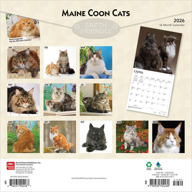 Browntrout Maine Coon Kalender 2026