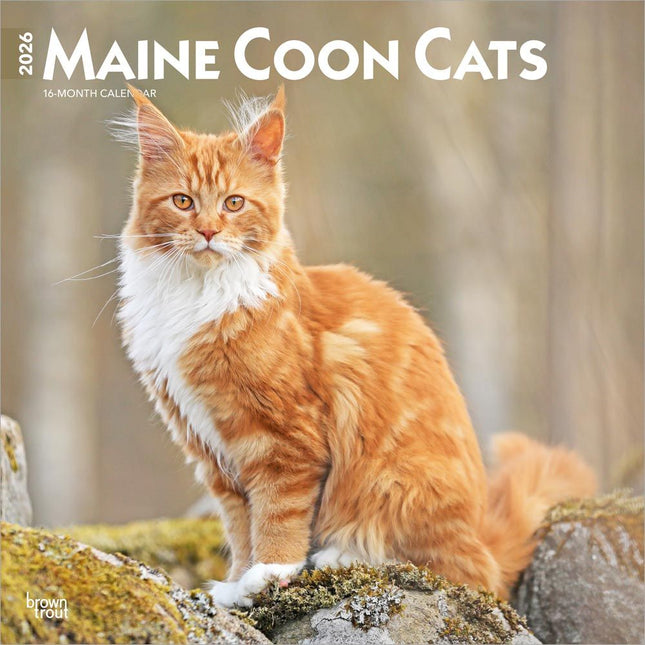 Browntrout Maine Coon Kalender 2026