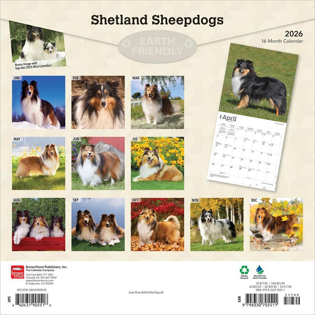 Browntrout Sheltie - Shetland Sheepdog Kalender 2026
