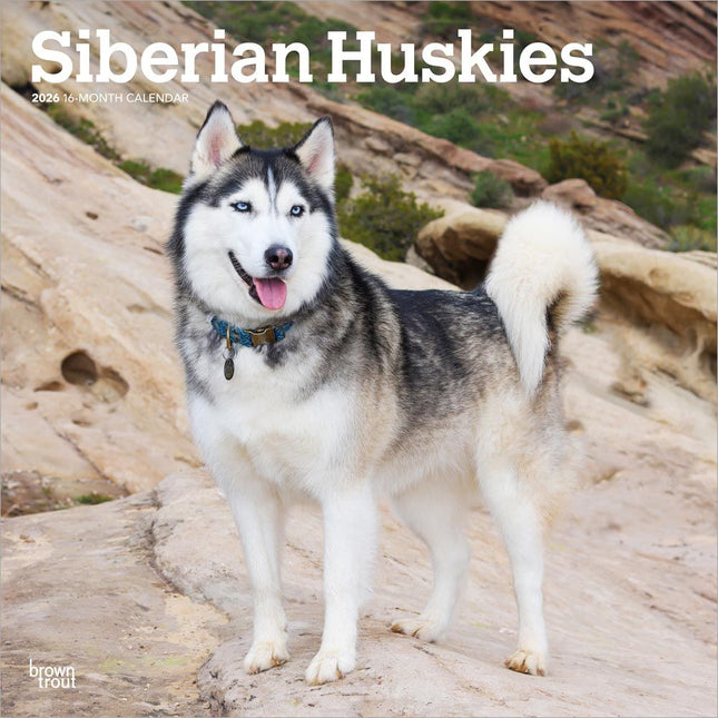 Browntrout Siberian Husky Kalender 2026