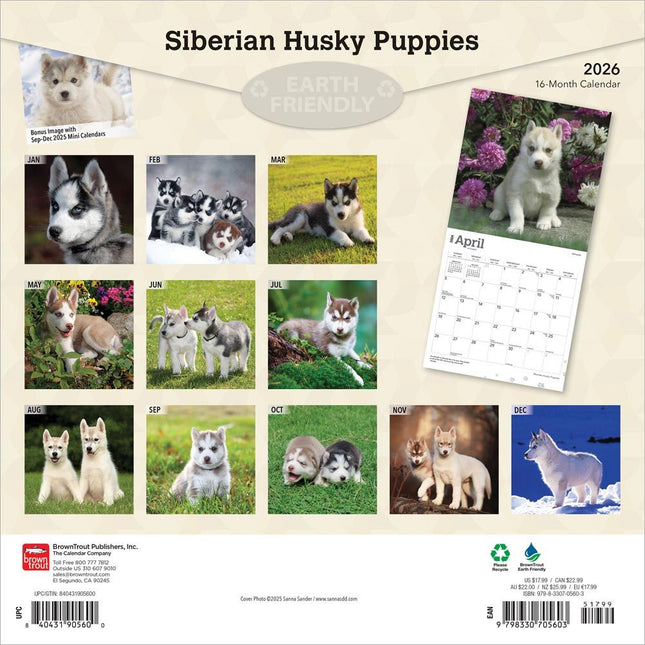 Browntrout Siberian Husky Puppies Kalender 2026