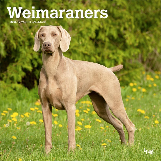 Browntrout Weimaraner Kalender 2026